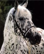 appaloosa.jpg