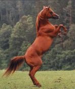 arabsky-jpg2.jpg