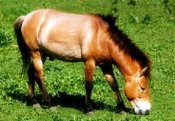 Ardensky-kun-hnedy